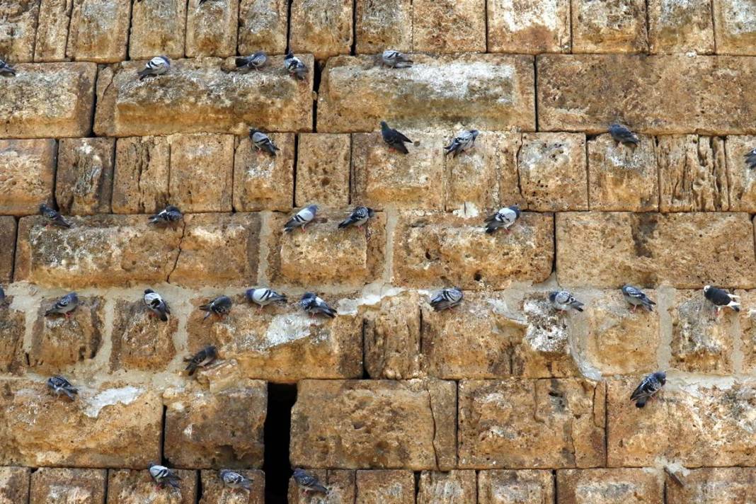 Güvercinleri sakın beslemeyin: Meğer çok tehlikeliymiş! Kimse bunu bilmiyordu, uzmanı detaylarıyla anlattı 17